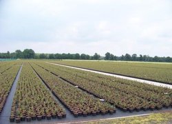 Саджанці голубики в фірмі Driesvenplant